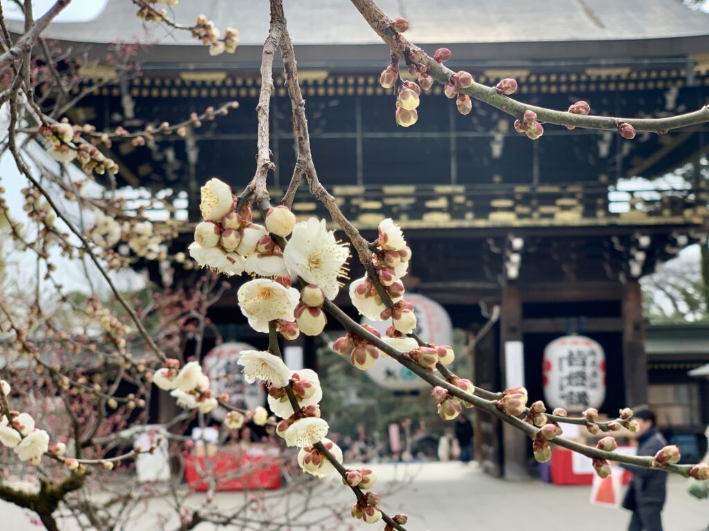 北野天満宮、梅花