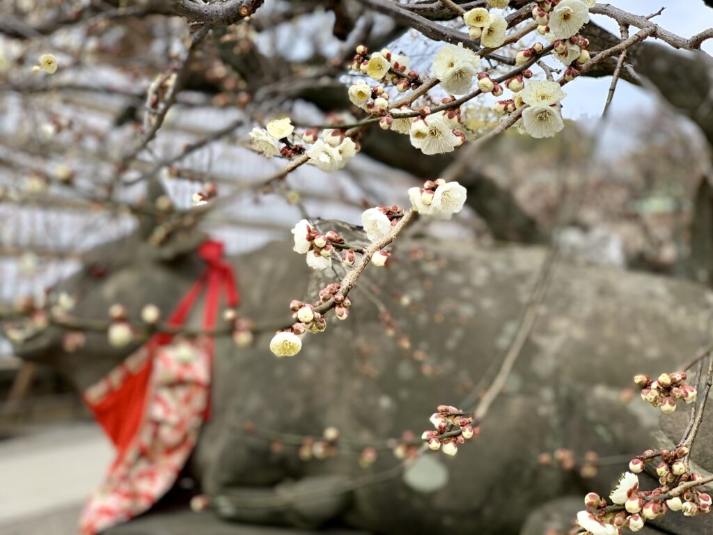 北野天満宮、梅花