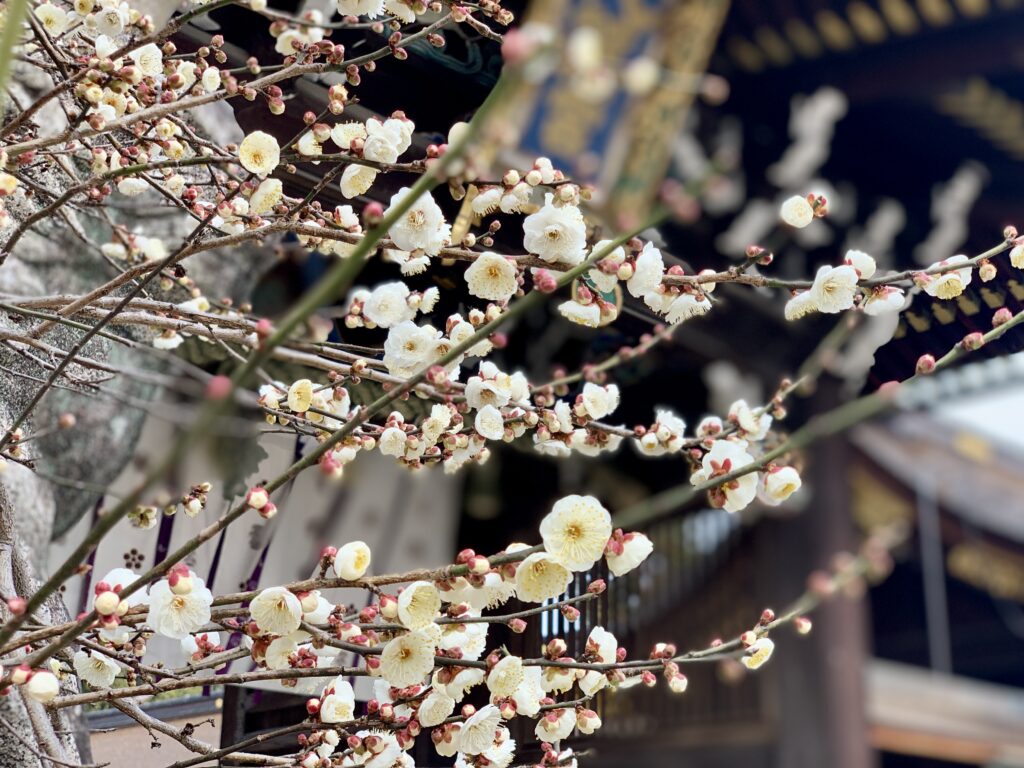 北野天満宮、梅花