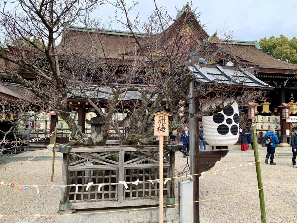 北野天満宮、飛梅