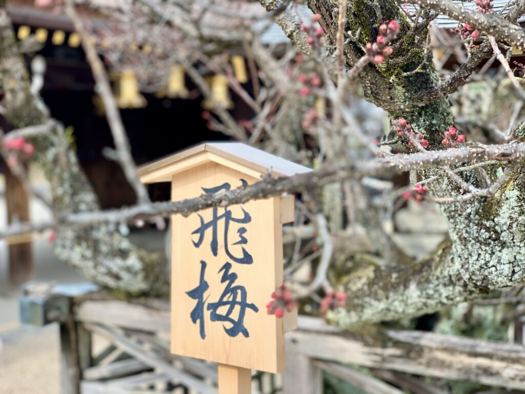 北野天満宮、飛梅