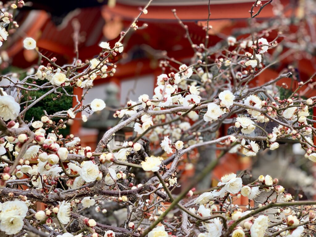 北野天満宮、梅花